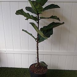 Fiddle Leaf Fig Fiddle Leaf Fig
