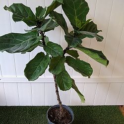 Fiddle Leaf Fig Fiddle Leaf Fig