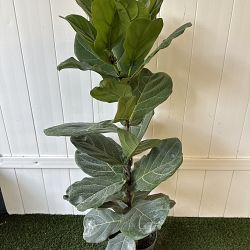 Fiddle Leaf Fig Fiddle Leaf Fig
