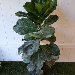 Fiddle Leaf Fig Fiddle Leaf Fig