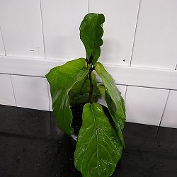 Fiddle Leaf Fig Fiddle Leaf Fig