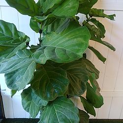 Fiddle Leaf Fig Fiddle Leaf Fig