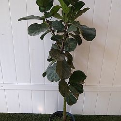 Fiddle Leaf Fig Fiddle Leaf Fig