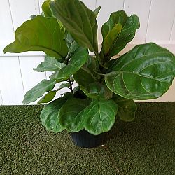 Fiddle Leaf Fig Fiddle Leaf Fig