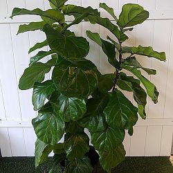 Fiddle Leaf Fig Fiddle Leaf Fig
