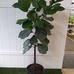 Fiddle Leaf Fig Fiddle Leaf Fig