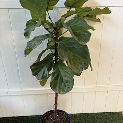 Fiddle Leaf Fig Fiddle Leaf Fig