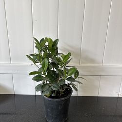 Ficus 'Green Island' Ficus 'Green Island'