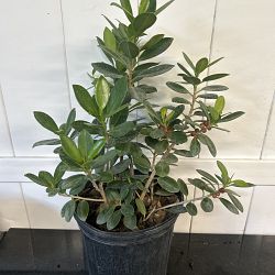 Ficus 'Green Island' Ficus 'Green Island'