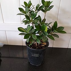 Ficus 'Green Island' Ficus 'Green Island'