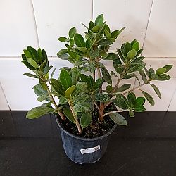 Ficus 'Green Island' Ficus 'Green Island'