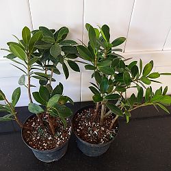 Ficus 'Green Island' Ficus 'Green Island'
