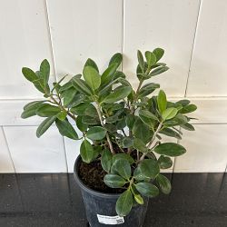 Ficus 'Green Island' Ficus 'Green Island'