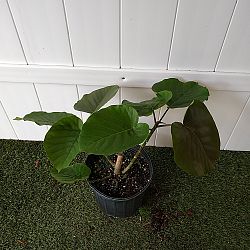 Ficus Umbellata Ficus Umbellata
