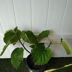Ficus Umbellata Ficus Umbellata