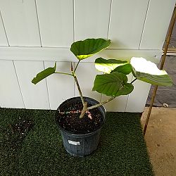 Ficus Umbellata Ficus Umbellata