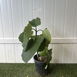 Ficus Umbellata Ficus Umbellata