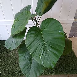 Ficus Umbellata Ficus Umbellata
