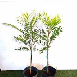 Filicium decipiens, Japanese Fern Tree Filicium decipiens, Japanese Fern Tree