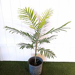 Filicium decipiens, Japanese Fern Tree Filicium decipiens, Japanese Fern Tree