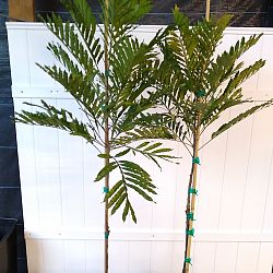 Filicium decipiens, Japanese Fern Tree Filicium decipiens, Japanese Fern Tree