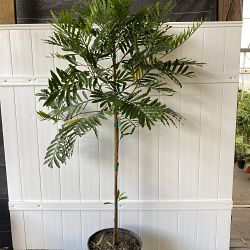 Filicium decipiens, Japanese Fern Tree Filicium decipiens, Japanese Fern Tree