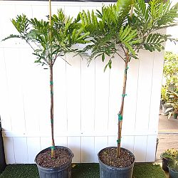 Filicium decipiens, Japanese Fern Tree Filicium decipiens, Japanese Fern Tree