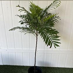 Filicium decipiens, Japanese Fern Tree Filicium decipiens, Japanese Fern Tree