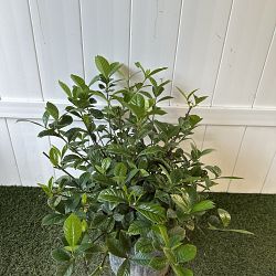 Aimee Yashioka Gardenia Aimee Yashioka Gardenia