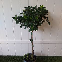 Aimee Yashioka Gardenia Aimee Yashioka Gardenia