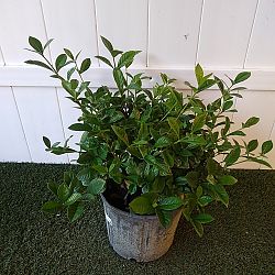 Aimee Yashioka Gardenia Aimee Yashioka Gardenia