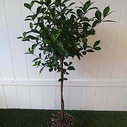 Aimee Yashioka Gardenia Aimee Yashioka Gardenia