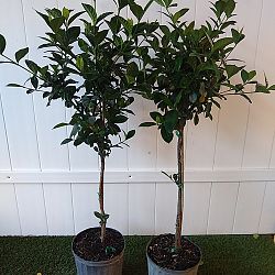 Aimee Yashioka Gardenia Aimee Yashioka Gardenia