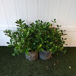 Aimee Yashioka Gardenia Aimee Yashioka Gardenia