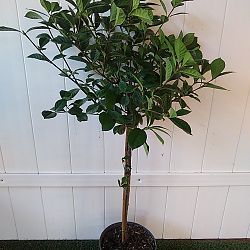 Aimee Yashioka Gardenia Aimee Yashioka Gardenia