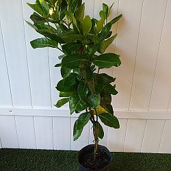 Tahitian Gardenia Tahitian Gardenia