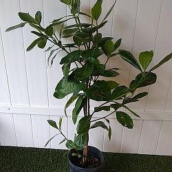 Tahitian Gardenia Tahitian Gardenia