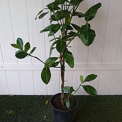 Tahitian Gardenia Tahitian Gardenia