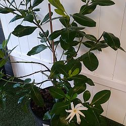 Tahitian Gardenia Tahitian Gardenia