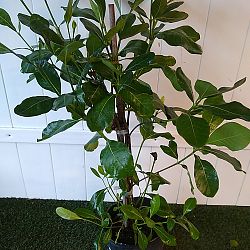 Tahitian Gardenia Tahitian Gardenia