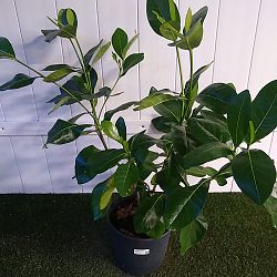 Tahitian Gardenia Tahitian Gardenia