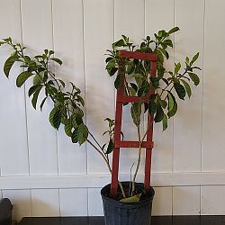 Golden Kula Gardenia Golden Kula Gardenia