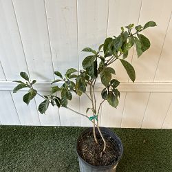 Golden Kula Gardenia Golden Kula Gardenia