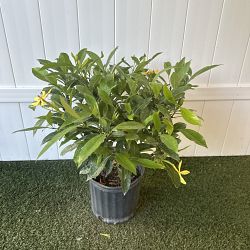 Golden Kula Gardenia Golden Kula Gardenia