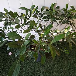 Golden Kula Gardenia Golden Kula Gardenia