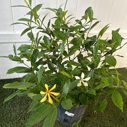 Golden Kula Gardenia Golden Kula Gardenia