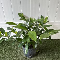 Golden Kula Gardenia Golden Kula Gardenia