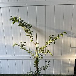 Lignum vitae 'Sanctum' Lignum vitae 'Sanctum'