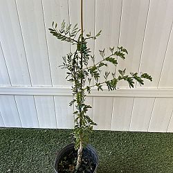 Lignum vitae 'Sanctum' Lignum vitae 'Sanctum'