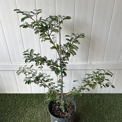 Lignum vitae 'Sanctum' Lignum vitae 'Sanctum'